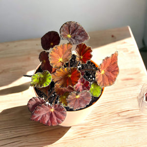 Begonia Marmalade in Self-Watering Pot