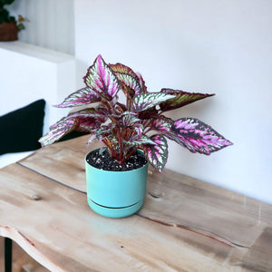 Begonia Salsa plant