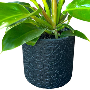 Black Lace Plant Pot