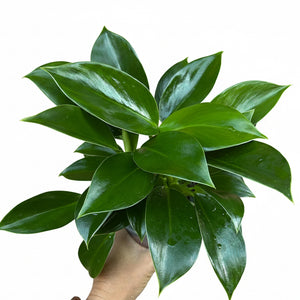 philodendron green princess nz Philodendron Green Princess – The Lily Pot