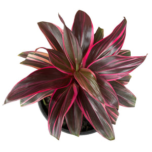 Cordyline Fructiosa Doll Pink