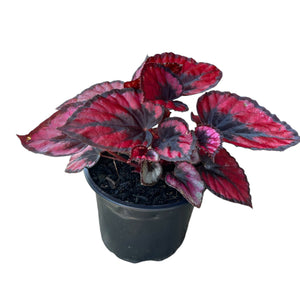 Begonia Red Kiss