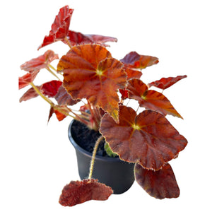 Begonia Marmalade