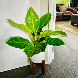 Philodendron Golden