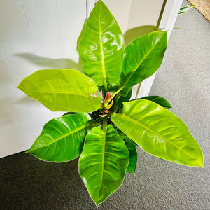 Philodendron Golden