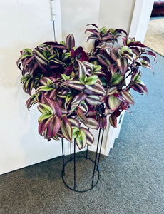 Potted Zebrina with Stand (Included)