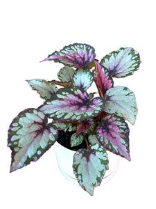 Begonia Salsa in Self-Watering Pot