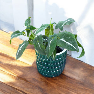 Emerald green plant cover pot 