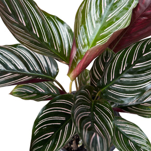 Calathea Ornata (Pin Stripe Plant)