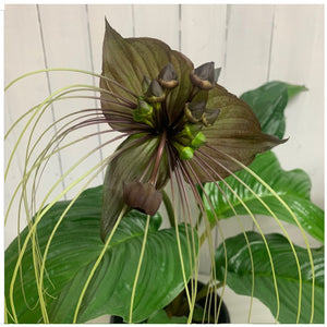 Black Bat Flower Plant (Tacca)