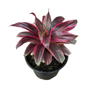 Cordyline Fructiosa Doll Pink