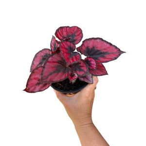 Begonia Red Kiss