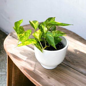 golden pothos