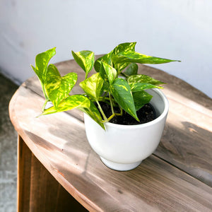 golden pothos nz Golden Pothos – The Lily Pot