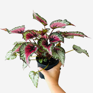Begonia Bundle - with New Product line Linden Leaves Hand cream.