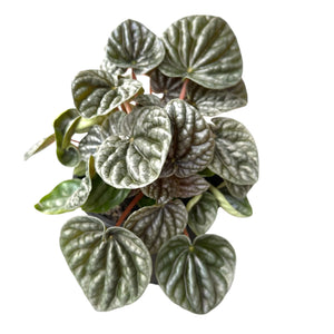 Peperomia Caperata Green