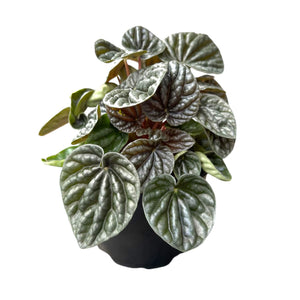 Peperomia Caperata Green