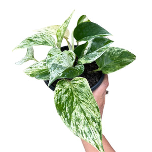 Marble Queen Pothos