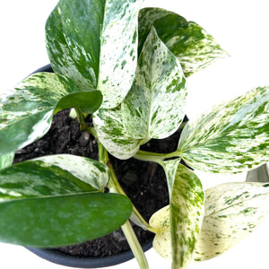 Marble Queen Pothos