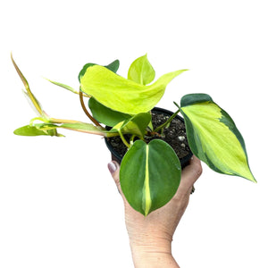 Philodendron Brasil