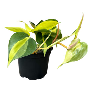 Philodendron Brasil