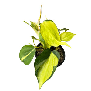 Philodendron Brasil