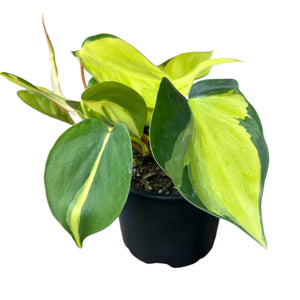 Philodendron Brasil