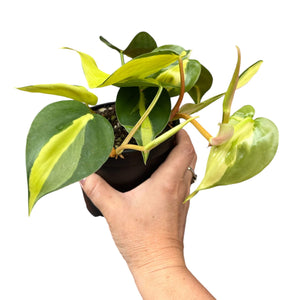 Philodendron Brasil