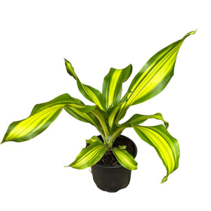 dracaena varieties nz Dracaena Goldcord – The Lily Pot