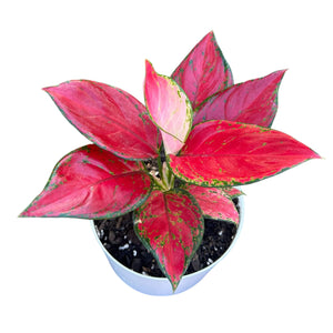 Aglaonema Sunshine