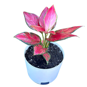 Aglaonema Sunshine