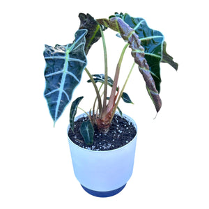 Alocasia Amazonica in self-watering pot