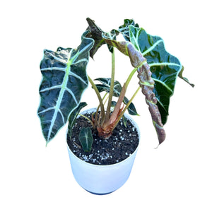 Alocasia Amazonica in self-watering pot