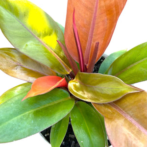 Philodendron Sun Red in Self-Watering Pot