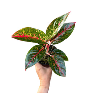 Aglaonema Fireworks