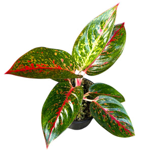 Aglaonema Fireworks