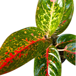 Aglaonema Fireworks