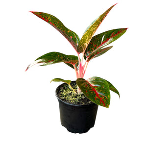 Aglaonema Fireworks