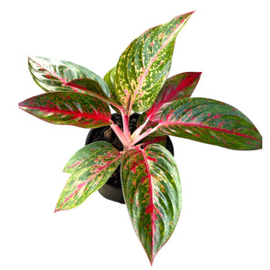 Aglaonema Fireworks