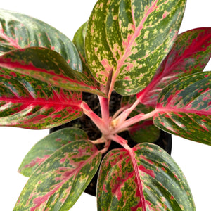 Aglaonema Fireworks