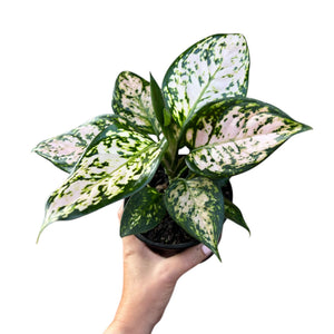 aglaonema commutatum eileen Aglaonema Eileen – The Lily Pot