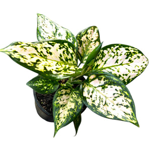 Aglaonema Eileen