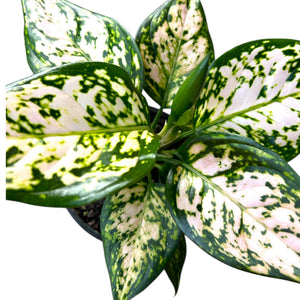 aglaonema commutatum eileen Aglaonema Eileen – The Lily Pot