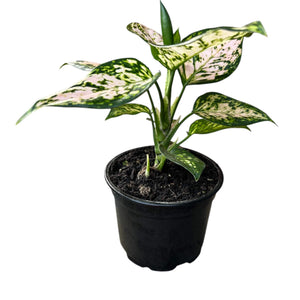 Aglaonema Eileen