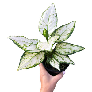 Aglaonema Eileen