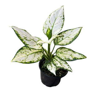 Aglaonema Eileen