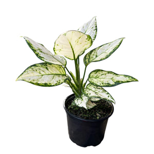 Aglaonema Eileen