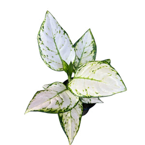 aglaonema eileen Aglaonema Eileen – The Lily Pot