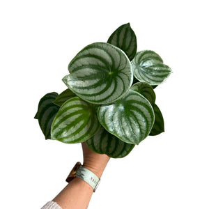 Peperomia Watermelon