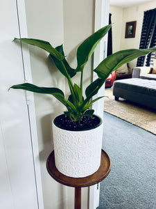 Philodendron Imperial Green with Lace Cover Pot